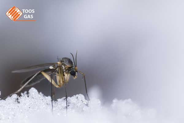 پشه‌ها عاشق یخ خشک هستند!